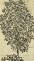An illustration from Petri Andreae Matthioli Senensis serenissimi Principis Ferdinandi Archiducis Austriae & c., Medici, Commentarii secundo aucti : in libros sex Pedacii Dioscoridis Anazarbei de medica materia. Adiectis quàm plurimis plantarum, & animalium imaginibus quae in priore editione non habentur, eodem authore : his accessit eiusdem apologia adversus Amathum Lusitanum cum censura in eiusdem enarrationes (1558)
