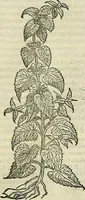 An illustration from Petri Andreae Matthioli Senensis serenissimi Principis Ferdinandi Archiducis Austriae & c., Medici, Commentarii secundo aucti : in libros sex Pedacii Dioscoridis Anazarbei de medica materia. Adiectis quàm plurimis plantarum, & animalium imaginibus quae in priore editione non habentur, eodem authore : his accessit eiusdem apologia adversus Amathum Lusitanum cum censura in eiusdem enarrationes (1558)