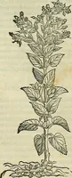 An illustration from Petri Andreae Matthioli Senensis serenissimi Principis Ferdinandi Archiducis Austriae & c., Medici, Commentarii secundo aucti : in libros sex Pedacii Dioscoridis Anazarbei de medica materia. Adiectis quàm plurimis plantarum, & animalium imaginibus quae in priore editione non habentur, eodem authore : his accessit eiusdem apologia adversus Amathum Lusitanum cum censura in eiusdem enarrationes (1558)
