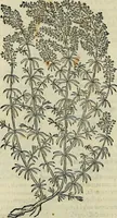 An illustration from Petri Andreae Matthioli Senensis serenissimi Principis Ferdinandi Archiducis Austriae & c., Medici, Commentarii secundo aucti : in libros sex Pedacii Dioscoridis Anazarbei de medica materia. Adiectis quàm plurimis plantarum, & animalium imaginibus quae in priore editione non habentur, eodem authore : his accessit eiusdem apologia adversus Amathum Lusitanum cum censura in eiusdem enarrationes (1558)