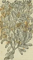 An illustration from Petri Andreae Matthioli Senensis serenissimi Principis Ferdinandi Archiducis Austriae & c., Medici, Commentarii secundo aucti : in libros sex Pedacii Dioscoridis Anazarbei de medica materia. Adiectis quàm plurimis plantarum, & animalium imaginibus quae in priore editione non habentur, eodem authore : his accessit eiusdem apologia adversus Amathum Lusitanum cum censura in eiusdem enarrationes (1558)