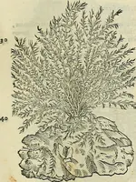 An illustration from Petri Andreae Matthioli Senensis serenissimi Principis Ferdinandi Archiducis Austriae & c., Medici, Commentarii secundo aucti : in libros sex Pedacii Dioscoridis Anazarbei de medica materia. Adiectis quàm plurimis plantarum, & animalium imaginibus quae in priore editione non habentur, eodem authore : his accessit eiusdem apologia adversus Amathum Lusitanum cum censura in eiusdem enarrationes (1558)