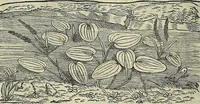 An illustration from Petri Andreae Matthioli Senensis serenissimi Principis Ferdinandi Archiducis Austriae & c., Medici, Commentarii secundo aucti : in libros sex Pedacii Dioscoridis Anazarbei de medica materia. Adiectis quàm plurimis plantarum, & animalium imaginibus quae in priore editione non habentur, eodem authore : his accessit eiusdem apologia adversus Amathum Lusitanum cum censura in eiusdem enarrationes (1558)
