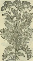 An illustration from Petri Andreae Matthioli Senensis serenissimi Principis Ferdinandi Archiducis Austriae & c., Medici, Commentarii secundo aucti : in libros sex Pedacii Dioscoridis Anazarbei de medica materia. Adiectis quàm plurimis plantarum, & animalium imaginibus quae in priore editione non habentur, eodem authore : his accessit eiusdem apologia adversus Amathum Lusitanum cum censura in eiusdem enarrationes (1558)