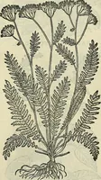 An illustration from Petri Andreae Matthioli Senensis serenissimi Principis Ferdinandi Archiducis Austriae & c., Medici, Commentarii secundo aucti : in libros sex Pedacii Dioscoridis Anazarbei de medica materia. Adiectis quàm plurimis plantarum, & animalium imaginibus quae in priore editione non habentur, eodem authore : his accessit eiusdem apologia adversus Amathum Lusitanum cum censura in eiusdem enarrationes (1558)