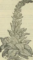 An illustration from Petri Andreae Matthioli Senensis serenissimi Principis Ferdinandi Archiducis Austriae & c., Medici, Commentarii secundo aucti : in libros sex Pedacii Dioscoridis Anazarbei de medica materia. Adiectis quàm plurimis plantarum, & animalium imaginibus quae in priore editione non habentur, eodem authore : his accessit eiusdem apologia adversus Amathum Lusitanum cum censura in eiusdem enarrationes (1558)