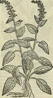 An illustration from Petri Andreae Matthioli Senensis serenissimi Principis Ferdinandi Archiducis Austriae & c., Medici, Commentarii secundo aucti : in libros sex Pedacii Dioscoridis Anazarbei de medica materia. Adiectis quàm plurimis plantarum, & animalium imaginibus quae in priore editione non habentur, eodem authore : his accessit eiusdem apologia adversus Amathum Lusitanum cum censura in eiusdem enarrationes (1558)