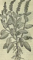 An illustration from Petri Andreae Matthioli Senensis serenissimi Principis Ferdinandi Archiducis Austriae & c., Medici, Commentarii secundo aucti : in libros sex Pedacii Dioscoridis Anazarbei de medica materia. Adiectis quàm plurimis plantarum, & animalium imaginibus quae in priore editione non habentur, eodem authore : his accessit eiusdem apologia adversus Amathum Lusitanum cum censura in eiusdem enarrationes (1558)