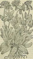 An illustration from Petri Andreae Matthioli Senensis serenissimi Principis Ferdinandi Archiducis Austriae & c., Medici, Commentarii secundo aucti : in libros sex Pedacii Dioscoridis Anazarbei de medica materia. Adiectis quàm plurimis plantarum, & animalium imaginibus quae in priore editione non habentur, eodem authore : his accessit eiusdem apologia adversus Amathum Lusitanum cum censura in eiusdem enarrationes (1558)