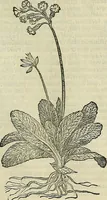 An illustration from Petri Andreae Matthioli Senensis serenissimi Principis Ferdinandi Archiducis Austriae & c., Medici, Commentarii secundo aucti : in libros sex Pedacii Dioscoridis Anazarbei de medica materia. Adiectis quàm plurimis plantarum, & animalium imaginibus quae in priore editione non habentur, eodem authore : his accessit eiusdem apologia adversus Amathum Lusitanum cum censura in eiusdem enarrationes (1558)
