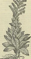 An illustration from Petri Andreae Matthioli Senensis serenissimi Principis Ferdinandi Archiducis Austriae & c., Medici, Commentarii secundo aucti : in libros sex Pedacii Dioscoridis Anazarbei de medica materia. Adiectis quàm plurimis plantarum, & animalium imaginibus quae in priore editione non habentur, eodem authore : his accessit eiusdem apologia adversus Amathum Lusitanum cum censura in eiusdem enarrationes (1558)