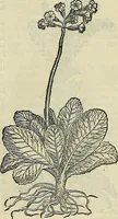 An illustration from Petri Andreae Matthioli Senensis serenissimi Principis Ferdinandi Archiducis Austriae & c., Medici, Commentarii secundo aucti : in libros sex Pedacii Dioscoridis Anazarbei de medica materia. Adiectis quàm plurimis plantarum, & animalium imaginibus quae in priore editione non habentur, eodem authore : his accessit eiusdem apologia adversus Amathum Lusitanum cum censura in eiusdem enarrationes (1558)