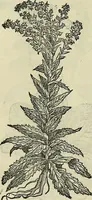An illustration from Petri Andreae Matthioli Senensis serenissimi Principis Ferdinandi Archiducis Austriae & c., Medici, Commentarii secundo aucti : in libros sex Pedacii Dioscoridis Anazarbei de medica materia. Adiectis quàm plurimis plantarum, & animalium imaginibus quae in priore editione non habentur, eodem authore : his accessit eiusdem apologia adversus Amathum Lusitanum cum censura in eiusdem enarrationes (1558)