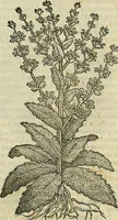 An illustration from Petri Andreae Matthioli Senensis serenissimi Principis Ferdinandi Archiducis Austriae & c., Medici, Commentarii secundo aucti : in libros sex Pedacii Dioscoridis Anazarbei de medica materia. Adiectis quàm plurimis plantarum, & animalium imaginibus quae in priore editione non habentur, eodem authore : his accessit eiusdem apologia adversus Amathum Lusitanum cum censura in eiusdem enarrationes (1558)