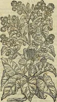 An illustration from Petri Andreae Matthioli Senensis serenissimi Principis Ferdinandi Archiducis Austriae & c., Medici, Commentarii secundo aucti : in libros sex Pedacii Dioscoridis Anazarbei de medica materia. Adiectis quàm plurimis plantarum, & animalium imaginibus quae in priore editione non habentur, eodem authore : his accessit eiusdem apologia adversus Amathum Lusitanum cum censura in eiusdem enarrationes (1558)