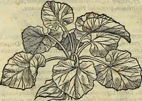 An illustration from Petri Andreae Matthioli Senensis serenissimi Principis Ferdinandi Archiducis Austriae & c., Medici, Commentarii secundo aucti : in libros sex Pedacii Dioscoridis Anazarbei de medica materia. Adiectis quàm plurimis plantarum, & animalium imaginibus quae in priore editione non habentur, eodem authore : his accessit eiusdem apologia adversus Amathum Lusitanum cum censura in eiusdem enarrationes (1558)