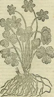 An illustration from Petri Andreae Matthioli Senensis serenissimi Principis Ferdinandi Archiducis Austriae & c., Medici, Commentarii secundo aucti : in libros sex Pedacii Dioscoridis Anazarbei de medica materia. Adiectis quàm plurimis plantarum, & animalium imaginibus quae in priore editione non habentur, eodem authore : his accessit eiusdem apologia adversus Amathum Lusitanum cum censura in eiusdem enarrationes (1558)