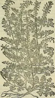 An illustration from Petri Andreae Matthioli Senensis serenissimi Principis Ferdinandi Archiducis Austriae & c., Medici, Commentarii secundo aucti : in libros sex Pedacii Dioscoridis Anazarbei de medica materia. Adiectis quàm plurimis plantarum, & animalium imaginibus quae in priore editione non habentur, eodem authore : his accessit eiusdem apologia adversus Amathum Lusitanum cum censura in eiusdem enarrationes (1558)