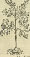 An illustration from Petri Andreae Matthioli Senensis serenissimi Principis Ferdinandi Archiducis Austriae & c., Medici, Commentarii secundo aucti : in libros sex Pedacii Dioscoridis Anazarbei de medica materia. Adiectis quàm plurimis plantarum, & animalium imaginibus quae in priore editione non habentur, eodem authore : his accessit eiusdem apologia adversus Amathum Lusitanum cum censura in eiusdem enarrationes (1558)