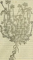 An illustration from Petri Andreae Matthioli Senensis serenissimi Principis Ferdinandi Archiducis Austriae & c., Medici, Commentarii secundo aucti : in libros sex Pedacii Dioscoridis Anazarbei de medica materia. Adiectis quàm plurimis plantarum, & animalium imaginibus quae in priore editione non habentur, eodem authore : his accessit eiusdem apologia adversus Amathum Lusitanum cum censura in eiusdem enarrationes (1558)
