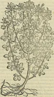 An illustration from Petri Andreae Matthioli Senensis serenissimi Principis Ferdinandi Archiducis Austriae & c., Medici, Commentarii secundo aucti : in libros sex Pedacii Dioscoridis Anazarbei de medica materia. Adiectis quàm plurimis plantarum, & animalium imaginibus quae in priore editione non habentur, eodem authore : his accessit eiusdem apologia adversus Amathum Lusitanum cum censura in eiusdem enarrationes (1558)