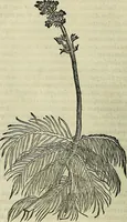 An illustration from Petri Andreae Matthioli Senensis serenissimi Principis Ferdinandi Archiducis Austriae & c., Medici, Commentarii secundo aucti : in libros sex Pedacii Dioscoridis Anazarbei de medica materia. Adiectis quàm plurimis plantarum, & animalium imaginibus quae in priore editione non habentur, eodem authore : his accessit eiusdem apologia adversus Amathum Lusitanum cum censura in eiusdem enarrationes (1558)