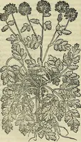 An illustration from Petri Andreae Matthioli Senensis serenissimi Principis Ferdinandi Archiducis Austriae & c., Medici, Commentarii secundo aucti : in libros sex Pedacii Dioscoridis Anazarbei de medica materia. Adiectis quàm plurimis plantarum, & animalium imaginibus quae in priore editione non habentur, eodem authore : his accessit eiusdem apologia adversus Amathum Lusitanum cum censura in eiusdem enarrationes (1558)