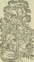 An illustration from Petri Andreae Matthioli Senensis serenissimi Principis Ferdinandi Archiducis Austriae & c., Medici, Commentarii secundo aucti : in libros sex Pedacii Dioscoridis Anazarbei de medica materia. Adiectis quàm plurimis plantarum, & animalium imaginibus quae in priore editione non habentur, eodem authore : his accessit eiusdem apologia adversus Amathum Lusitanum cum censura in eiusdem enarrationes (1558)