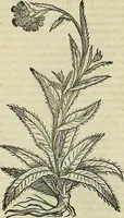 An illustration from Petri Andreae Matthioli Senensis serenissimi Principis Ferdinandi Archiducis Austriae & c., Medici, Commentarii secundo aucti : in libros sex Pedacii Dioscoridis Anazarbei de medica materia. Adiectis quàm plurimis plantarum, & animalium imaginibus quae in priore editione non habentur, eodem authore : his accessit eiusdem apologia adversus Amathum Lusitanum cum censura in eiusdem enarrationes (1558)