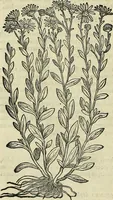 An illustration from Petri Andreae Matthioli Senensis serenissimi Principis Ferdinandi Archiducis Austriae & c., Medici, Commentarii secundo aucti : in libros sex Pedacii Dioscoridis Anazarbei de medica materia. Adiectis quàm plurimis plantarum, & animalium imaginibus quae in priore editione non habentur, eodem authore : his accessit eiusdem apologia adversus Amathum Lusitanum cum censura in eiusdem enarrationes (1558)