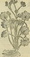 An illustration from Petri Andreae Matthioli Senensis serenissimi Principis Ferdinandi Archiducis Austriae & c., Medici, Commentarii secundo aucti : in libros sex Pedacii Dioscoridis Anazarbei de medica materia. Adiectis quàm plurimis plantarum, & animalium imaginibus quae in priore editione non habentur, eodem authore : his accessit eiusdem apologia adversus Amathum Lusitanum cum censura in eiusdem enarrationes (1558)