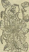 An illustration from Petri Andreae Matthioli Senensis serenissimi Principis Ferdinandi Archiducis Austriae & c., Medici, Commentarii secundo aucti : in libros sex Pedacii Dioscoridis Anazarbei de medica materia. Adiectis quàm plurimis plantarum, & animalium imaginibus quae in priore editione non habentur, eodem authore : his accessit eiusdem apologia adversus Amathum Lusitanum cum censura in eiusdem enarrationes (1558)