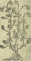 An illustration from Petri Andreae Matthioli Senensis serenissimi Principis Ferdinandi Archiducis Austriae & c., Medici, Commentarii secundo aucti : in libros sex Pedacii Dioscoridis Anazarbei de medica materia. Adiectis quàm plurimis plantarum, & animalium imaginibus quae in priore editione non habentur, eodem authore : his accessit eiusdem apologia adversus Amathum Lusitanum cum censura in eiusdem enarrationes (1558)