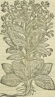 An illustration from Petri Andreae Matthioli Senensis serenissimi Principis Ferdinandi Archiducis Austriae & c., Medici, Commentarii secundo aucti : in libros sex Pedacii Dioscoridis Anazarbei de medica materia. Adiectis quàm plurimis plantarum, & animalium imaginibus quae in priore editione non habentur, eodem authore : his accessit eiusdem apologia adversus Amathum Lusitanum cum censura in eiusdem enarrationes (1558)