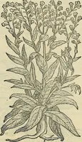 An illustration from Petri Andreae Matthioli Senensis serenissimi Principis Ferdinandi Archiducis Austriae & c., Medici, Commentarii secundo aucti : in libros sex Pedacii Dioscoridis Anazarbei de medica materia. Adiectis quàm plurimis plantarum, & animalium imaginibus quae in priore editione non habentur, eodem authore : his accessit eiusdem apologia adversus Amathum Lusitanum cum censura in eiusdem enarrationes (1558)