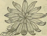 An illustration from Petri Andreae Matthioli Senensis serenissimi Principis Ferdinandi Archiducis Austriae & c., Medici, Commentarii secundo aucti : in libros sex Pedacii Dioscoridis Anazarbei de medica materia. Adiectis quàm plurimis plantarum, & animalium imaginibus quae in priore editione non habentur, eodem authore : his accessit eiusdem apologia adversus Amathum Lusitanum cum censura in eiusdem enarrationes (1558)