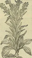 An illustration from Petri Andreae Matthioli Senensis serenissimi Principis Ferdinandi Archiducis Austriae & c., Medici, Commentarii secundo aucti : in libros sex Pedacii Dioscoridis Anazarbei de medica materia. Adiectis quàm plurimis plantarum, & animalium imaginibus quae in priore editione non habentur, eodem authore : his accessit eiusdem apologia adversus Amathum Lusitanum cum censura in eiusdem enarrationes (1558)