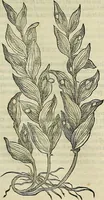 An illustration from Petri Andreae Matthioli Senensis serenissimi Principis Ferdinandi Archiducis Austriae & c., Medici, Commentarii secundo aucti : in libros sex Pedacii Dioscoridis Anazarbei de medica materia. Adiectis quàm plurimis plantarum, & animalium imaginibus quae in priore editione non habentur, eodem authore : his accessit eiusdem apologia adversus Amathum Lusitanum cum censura in eiusdem enarrationes (1558)