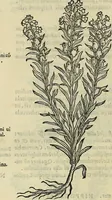 An illustration from Petri Andreae Matthioli Senensis serenissimi Principis Ferdinandi Archiducis Austriae & c., Medici, Commentarii secundo aucti : in libros sex Pedacii Dioscoridis Anazarbei de medica materia. Adiectis quàm plurimis plantarum, & animalium imaginibus quae in priore editione non habentur, eodem authore : his accessit eiusdem apologia adversus Amathum Lusitanum cum censura in eiusdem enarrationes (1558)