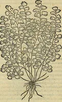 An illustration from Petri Andreae Matthioli Senensis serenissimi Principis Ferdinandi Archiducis Austriae & c., Medici, Commentarii secundo aucti : in libros sex Pedacii Dioscoridis Anazarbei de medica materia. Adiectis quàm plurimis plantarum, & animalium imaginibus quae in priore editione non habentur, eodem authore : his accessit eiusdem apologia adversus Amathum Lusitanum cum censura in eiusdem enarrationes (1558)