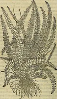 An illustration from Petri Andreae Matthioli Senensis serenissimi Principis Ferdinandi Archiducis Austriae & c., Medici, Commentarii secundo aucti : in libros sex Pedacii Dioscoridis Anazarbei de medica materia. Adiectis quàm plurimis plantarum, & animalium imaginibus quae in priore editione non habentur, eodem authore : his accessit eiusdem apologia adversus Amathum Lusitanum cum censura in eiusdem enarrationes (1558)