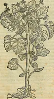 An illustration from Petri Andreae Matthioli Senensis serenissimi Principis Ferdinandi Archiducis Austriae & c., Medici, Commentarii secundo aucti : in libros sex Pedacii Dioscoridis Anazarbei de medica materia. Adiectis quàm plurimis plantarum, & animalium imaginibus quae in priore editione non habentur, eodem authore : his accessit eiusdem apologia adversus Amathum Lusitanum cum censura in eiusdem enarrationes (1558)