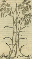 An illustration from Petri Andreae Matthioli Senensis serenissimi Principis Ferdinandi Archiducis Austriae & c., Medici, Commentarii secundo aucti : in libros sex Pedacii Dioscoridis Anazarbei de medica materia. Adiectis quàm plurimis plantarum, & animalium imaginibus quae in priore editione non habentur, eodem authore : his accessit eiusdem apologia adversus Amathum Lusitanum cum censura in eiusdem enarrationes (1558)