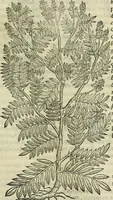 An illustration from Petri Andreae Matthioli Senensis serenissimi Principis Ferdinandi Archiducis Austriae & c., Medici, Commentarii secundo aucti : in libros sex Pedacii Dioscoridis Anazarbei de medica materia. Adiectis quàm plurimis plantarum, & animalium imaginibus quae in priore editione non habentur, eodem authore : his accessit eiusdem apologia adversus Amathum Lusitanum cum censura in eiusdem enarrationes (1558)