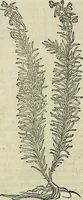 An illustration from Petri Andreae Matthioli Senensis serenissimi Principis Ferdinandi Archiducis Austriae & c., Medici, Commentarii secundo aucti : in libros sex Pedacii Dioscoridis Anazarbei de medica materia. Adiectis quàm plurimis plantarum, & animalium imaginibus quae in priore editione non habentur, eodem authore : his accessit eiusdem apologia adversus Amathum Lusitanum cum censura in eiusdem enarrationes (1558)
