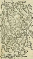 An illustration from Petri Andreae Matthioli Senensis serenissimi Principis Ferdinandi Archiducis Austriae & c., Medici, Commentarii secundo aucti : in libros sex Pedacii Dioscoridis Anazarbei de medica materia. Adiectis quàm plurimis plantarum, & animalium imaginibus quae in priore editione non habentur, eodem authore : his accessit eiusdem apologia adversus Amathum Lusitanum cum censura in eiusdem enarrationes (1558)