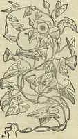 An illustration from Petri Andreae Matthioli Senensis serenissimi Principis Ferdinandi Archiducis Austriae & c., Medici, Commentarii secundo aucti : in libros sex Pedacii Dioscoridis Anazarbei de medica materia. Adiectis quàm plurimis plantarum, & animalium imaginibus quae in priore editione non habentur, eodem authore : his accessit eiusdem apologia adversus Amathum Lusitanum cum censura in eiusdem enarrationes (1558)