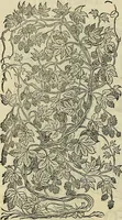 An illustration from Petri Andreae Matthioli Senensis serenissimi Principis Ferdinandi Archiducis Austriae & c., Medici, Commentarii secundo aucti : in libros sex Pedacii Dioscoridis Anazarbei de medica materia. Adiectis quàm plurimis plantarum, & animalium imaginibus quae in priore editione non habentur, eodem authore : his accessit eiusdem apologia adversus Amathum Lusitanum cum censura in eiusdem enarrationes (1558)