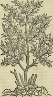 An illustration from Petri Andreae Matthioli Senensis serenissimi Principis Ferdinandi Archiducis Austriae & c., Medici, Commentarii secundo aucti : in libros sex Pedacii Dioscoridis Anazarbei de medica materia. Adiectis quàm plurimis plantarum, & animalium imaginibus quae in priore editione non habentur, eodem authore : his accessit eiusdem apologia adversus Amathum Lusitanum cum censura in eiusdem enarrationes (1558)
