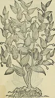 An illustration from Petri Andreae Matthioli Senensis serenissimi Principis Ferdinandi Archiducis Austriae & c., Medici, Commentarii secundo aucti : in libros sex Pedacii Dioscoridis Anazarbei de medica materia. Adiectis quàm plurimis plantarum, & animalium imaginibus quae in priore editione non habentur, eodem authore : his accessit eiusdem apologia adversus Amathum Lusitanum cum censura in eiusdem enarrationes (1558)